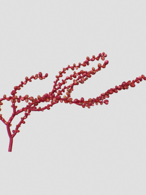 Red Grape Caulerpa single V2