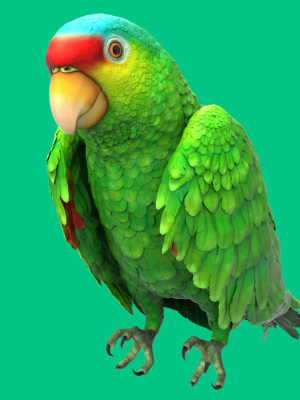 red-lored-parrot-3d-model-2a3793c0d6