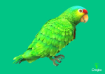 Red-lored parrot