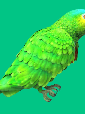 Red-lored parrot