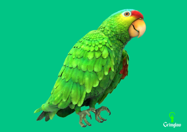 Red-lored parrot