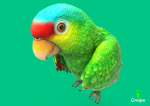 Red-lored parrot