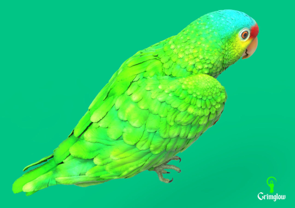 Red-lored parrot