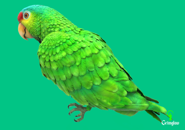 Red-lored parrot
