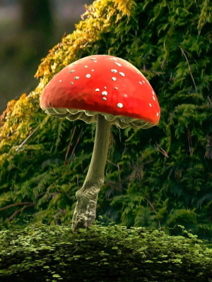 red-mushroom-3d-model-2155f9fd6b