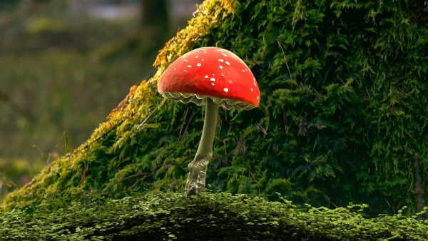 Red mushroom