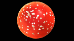 Red mushroom