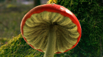 Red mushroom