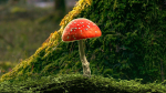 Red mushroom