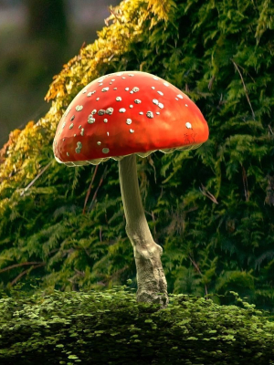 Red mushroom