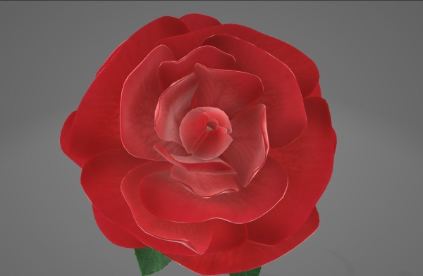 Red Rose