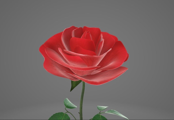 Red Rose