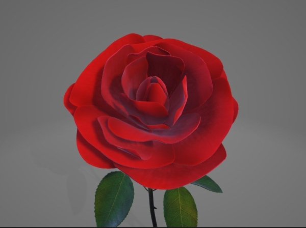 Red Rose