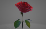 Red Rose