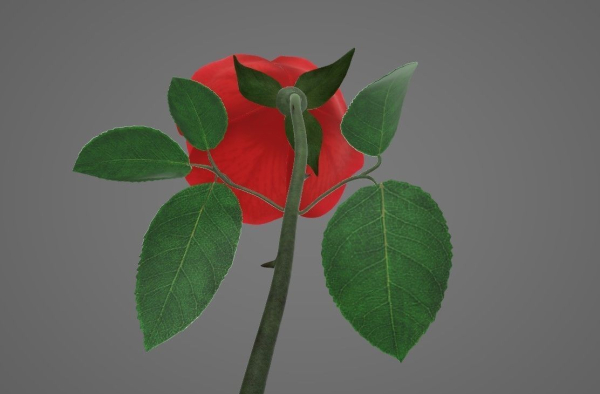 Red Rose