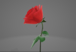 Red Rose