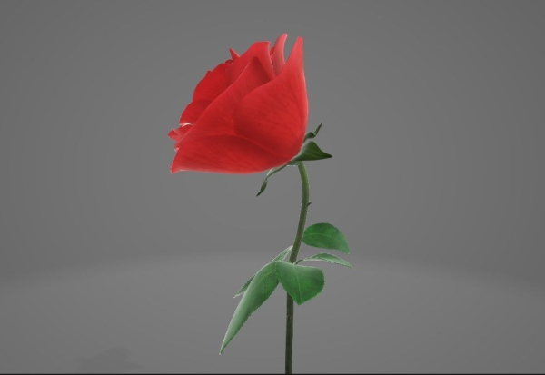 Red Rose
