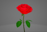 Red Rose