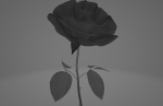 Red Rose