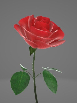 Red Rose
