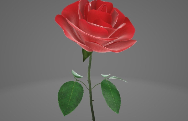 Red Rose