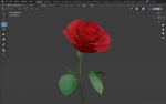 Red Rose