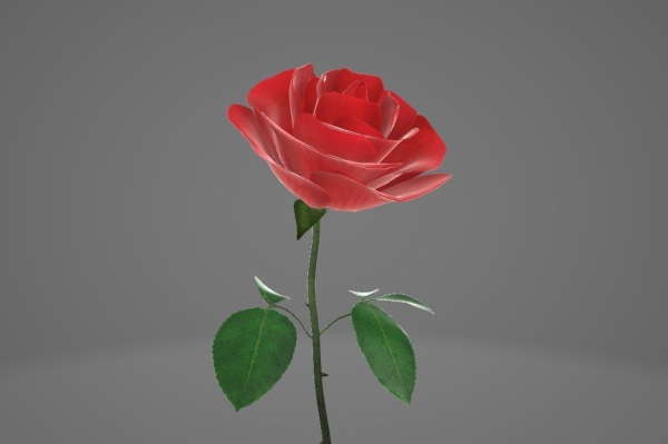 Red Rose