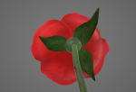 Red Rose