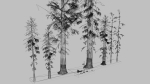 Redwood forest for game ready