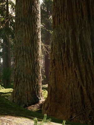 Redwood forest for game ready