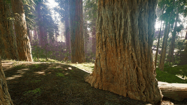 Redwood forest for game ready