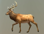 Deer stag
