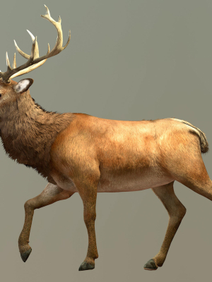reindeer-3d-model-low-poly-animated-rigged-obj-3ds-fbx-c4d-stl