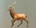 Deer stag