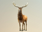 Deer stag