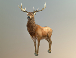 Deer stag