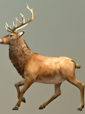 Deer stag