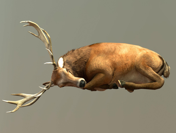 Deer stag
