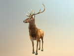 Deer stag