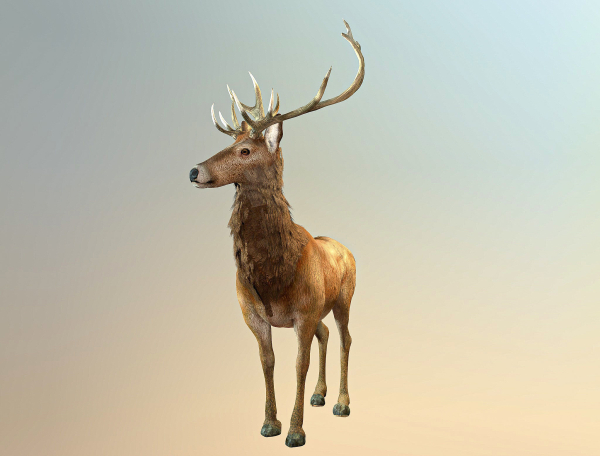 Deer stag
