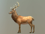 Deer stag