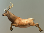 Deer stag
