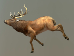 Deer stag