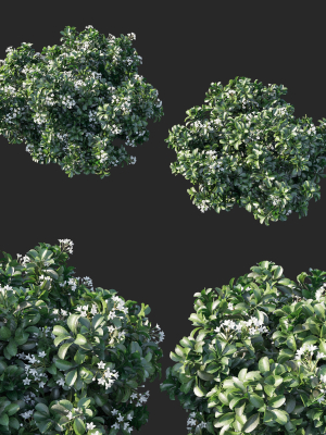 rhaphiolepis-oriental-pearl-02-3d-model-max