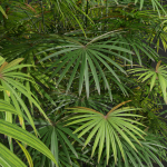 Rhapis Excelsa Bush-9 different bush