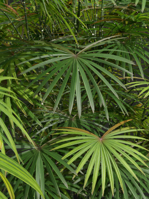rhapis-excelsa-bush-9-different-bush-3d-model-max-obj-fbx-mat