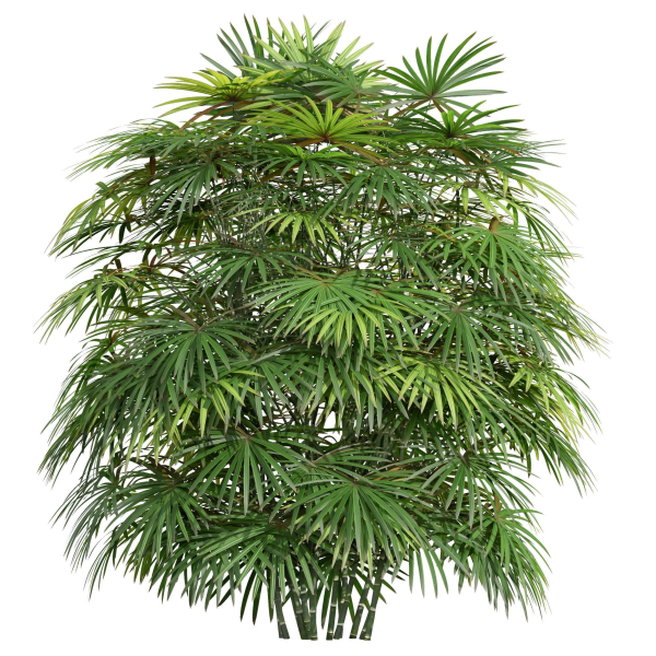 Rhapis Excelsa Bush-9 different bush