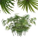 Rhapis Excelsa Bush-9 different bush