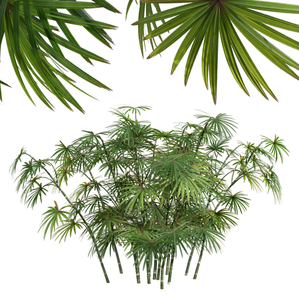 Rhapis Excelsa Bush-9 different bush