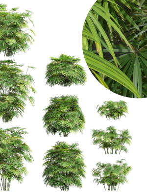 Rhapis Excelsa Bush-9 different bush